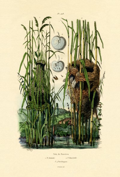 Cisticola会议，1833年至1939年 作者 法语学校